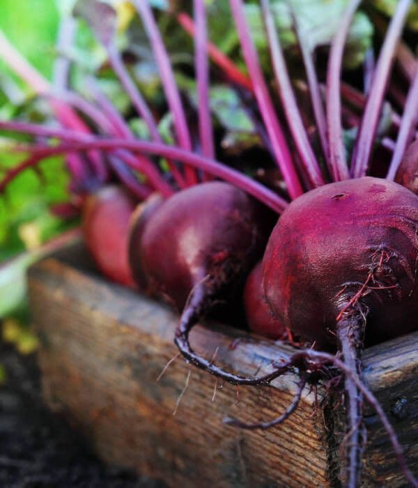 Ekologiczne produkty